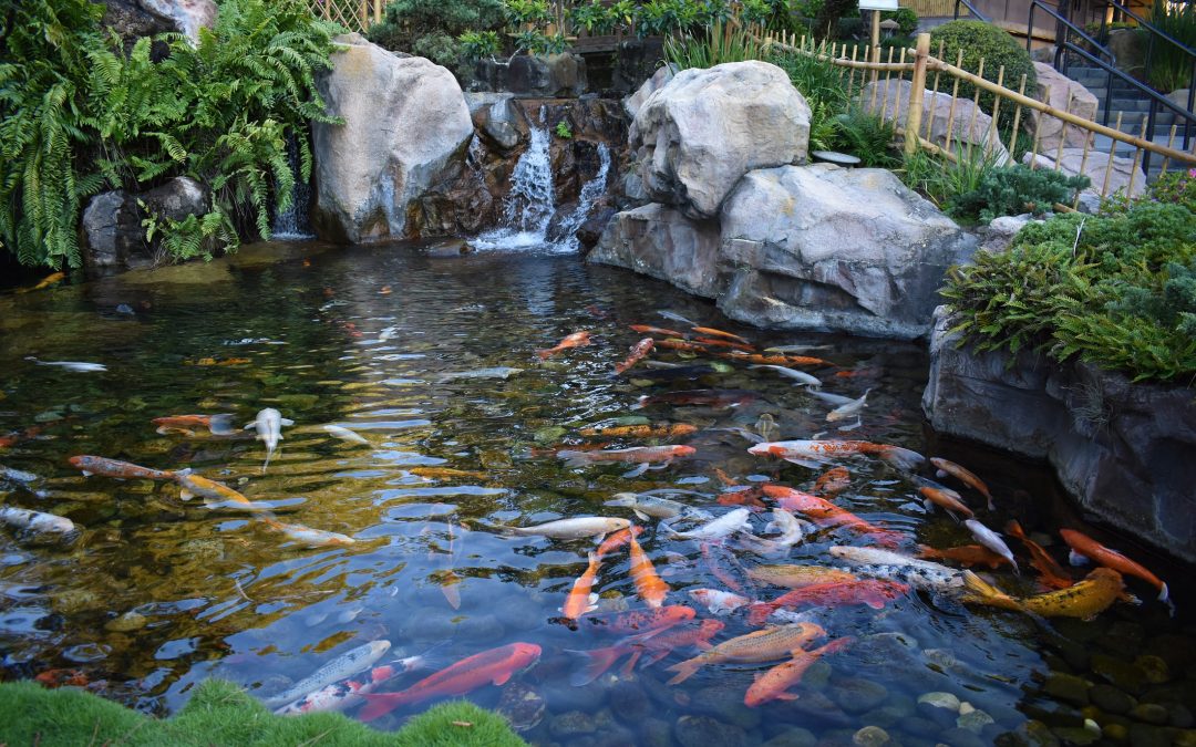 Custom Outdoor Ponds & Water Features